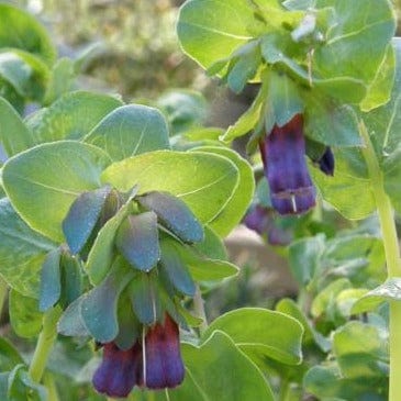 Cerinthe Pride of Gibraltar - Renee's Garden Seeds