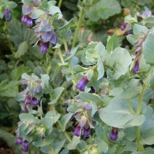 Cerinthe Pride of Gibraltar - Renee's Garden Seeds