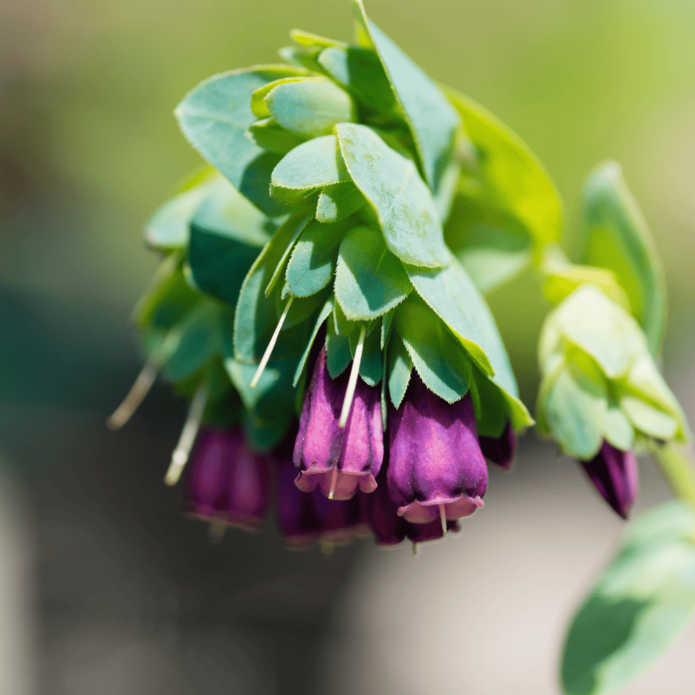 Cerinthe - Salt Spring Seeds