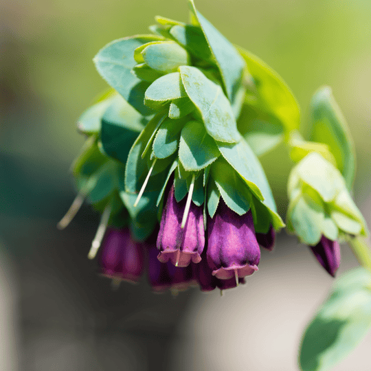 Cerinthe - Salt Spring Seeds