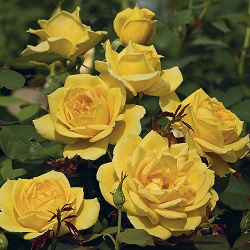 Ch-Ching - Weeks Yellow Grandiflora Rose