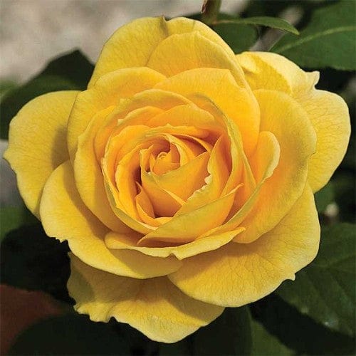 Ch-Ching - Weeks Yellow Grandiflora Rose