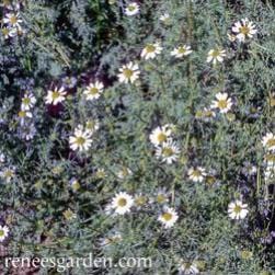 Chamomile Bodegold - Renee's Garden