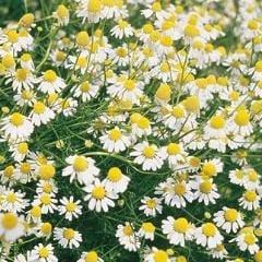 Chamomile German - Burpee Seeds