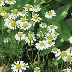 Chamomile German - Burpee Seeds