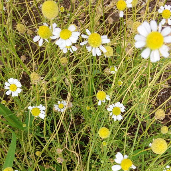 Chamomile German - Saanich Organics Seeds