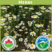 Chamomile - Good Earth Farms