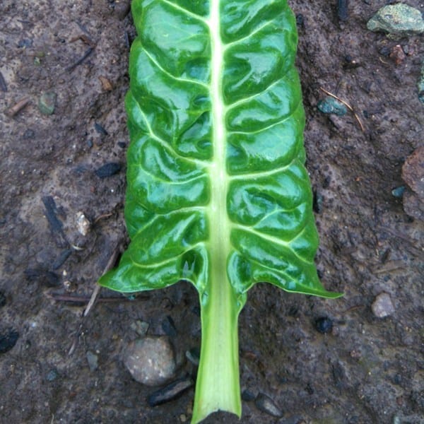 Chard Fordhook - Saanich Organics