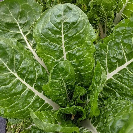 Chard Fordhook - Saanich Organics