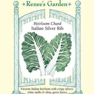 Chard Italian Silver Rib - Renee's Garden Seeds