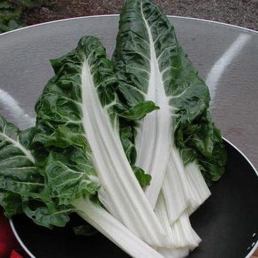 Chard Italian Silver Rib - Renee's Garden Seeds