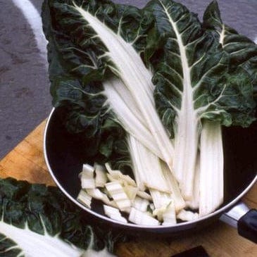 Chard Italian Silver Rib - Renee's Garden Seeds