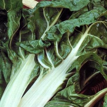 Chard Italian Silver Rib - Renee's Garden Seeds