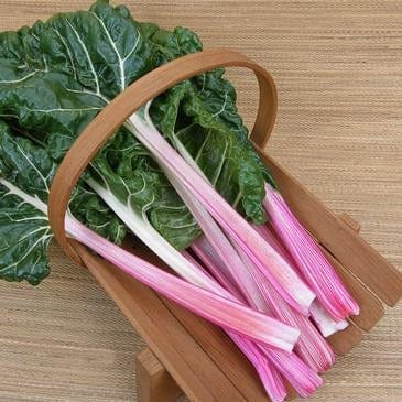 Chard Peppermint Stick - Renee's Garden Seeds