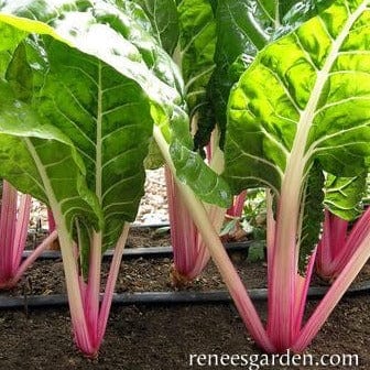 Chard Peppermint Stick - Renee's Garden Seeds