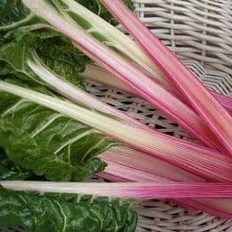 Chard Peppermint Stick - Renee's Garden Seeds