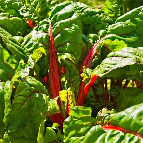 Chard Rhubarb - Saanich Organics Seeds