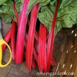 Chard Scarlet Charlotte - Renee's Garden Seeds