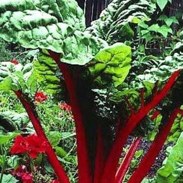 Chard Scarlet Charlotte - Renee's Garden Seeds