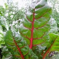 Chard Scarlet Charlotte - Renee's Garden Seeds