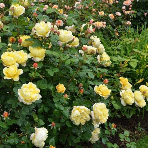 Charles Darwin - David Austin Rose yellow