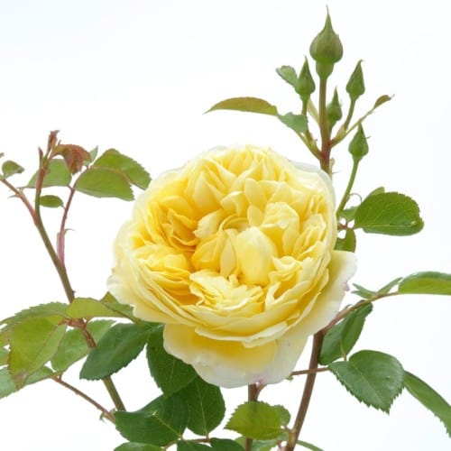 Charles Darwin - David Austin Rose yellow