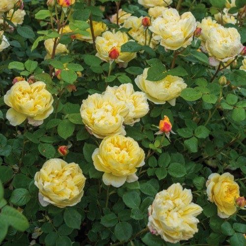 Charles Darwin - David Austin Rose yellow