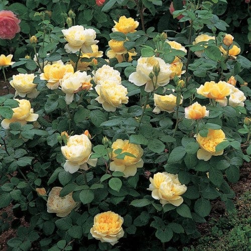 Charles Darwin - David Austin Rose yellow