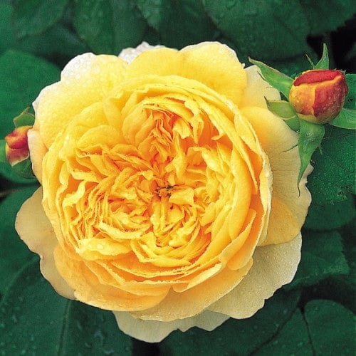 Charles Darwin - David Austin Rose yellow