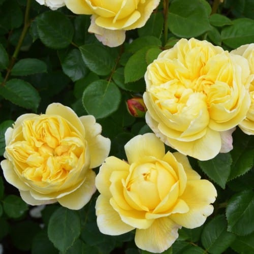 Charles Darwin - David Austin Rose yellow