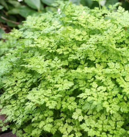 Chervil - West Coast Seeds