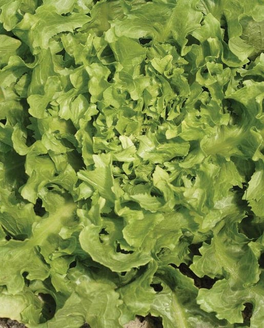 Chicory Broadleaf Batavian Escarole - West Coast Seeds