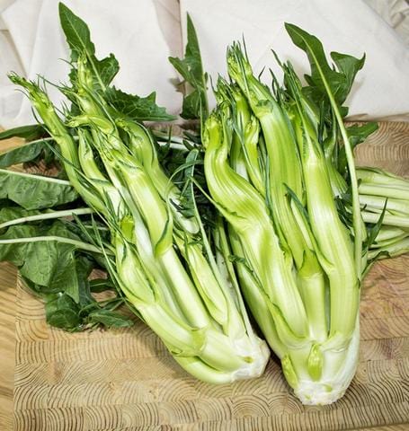 Chicory Puntarelle Endive - West Coast Seeds