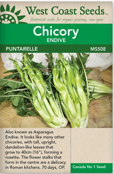 Chicory Puntarelle Endive - West Coast Seeds