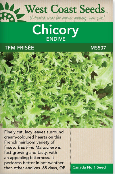 Chicory Tres Fine Maraichere Frisee Endive - West Coast Seeds