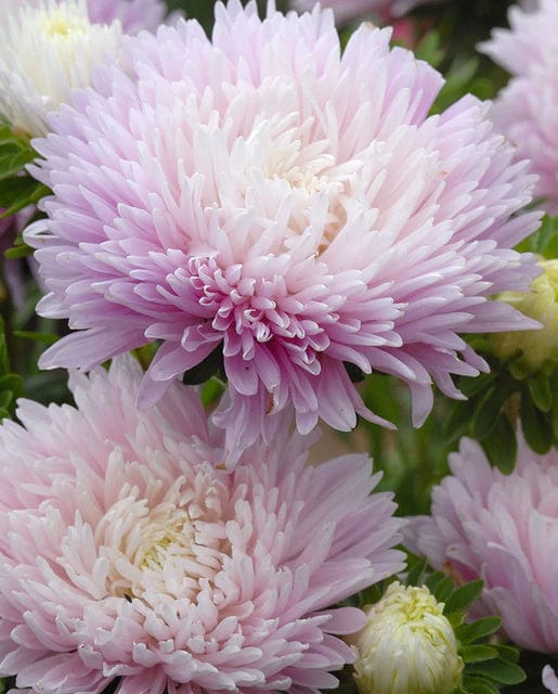 China Aster King Size Appleblossom - West Coast Seeds