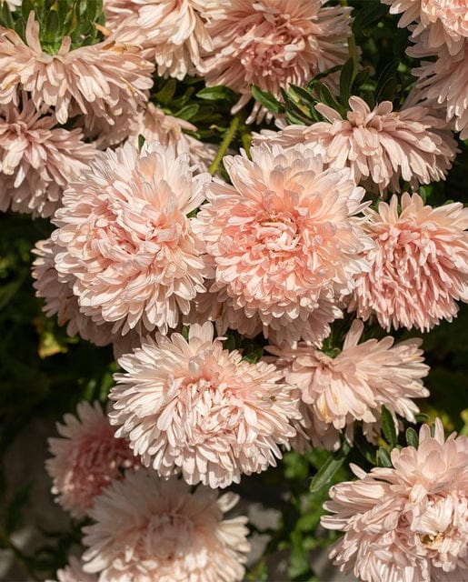 China Aster King Size Apricot - West Coast Seeds