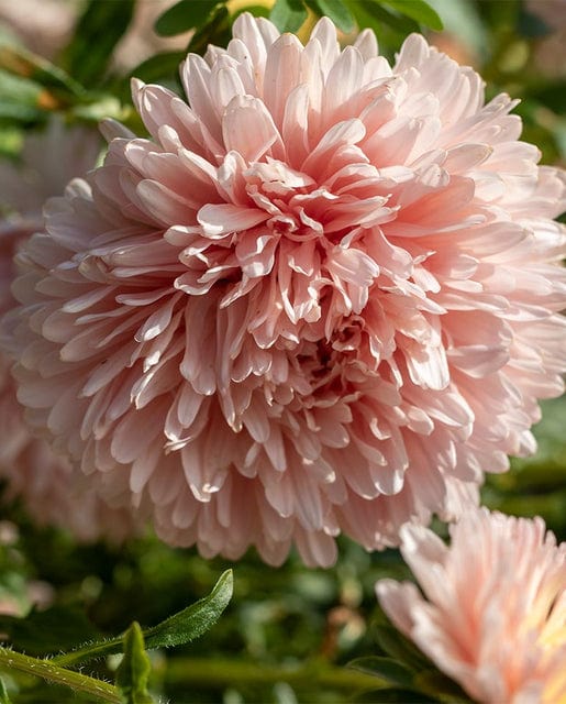 China Aster King Size Apricot - West Coast Seeds