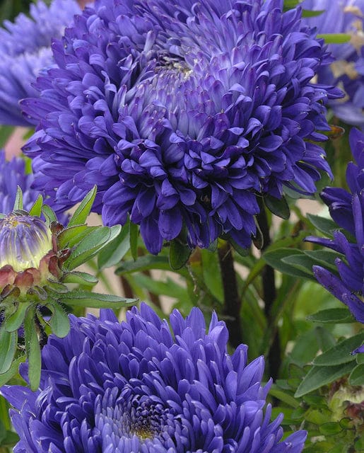China Aster King Size Mid-Blue - West Coast Seeds