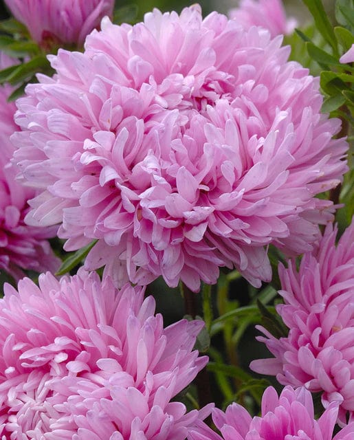 China Aster King Size Pink - West Coast Seeds