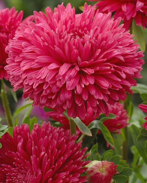 China Aster King Size Red - West Coast Seeds