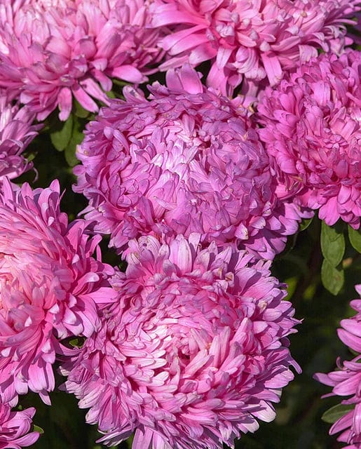 China Aster King Size Rose - West Coast Seeds