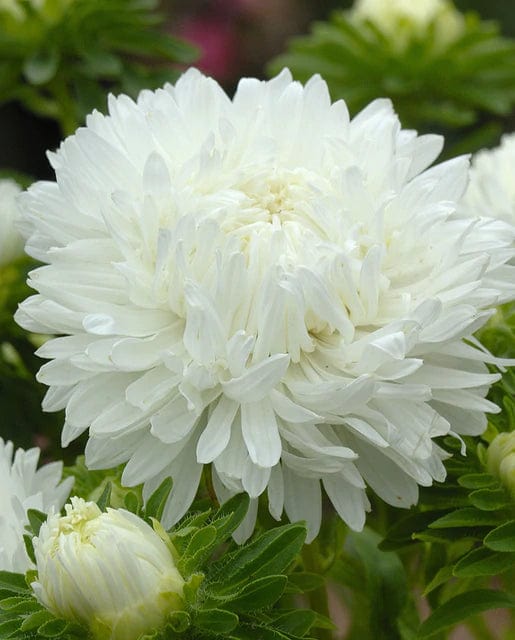 China Aster King Size White - West Coast Seeds