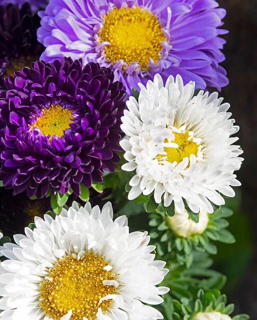 China Aster The Blues Mix - West Coast Seeds