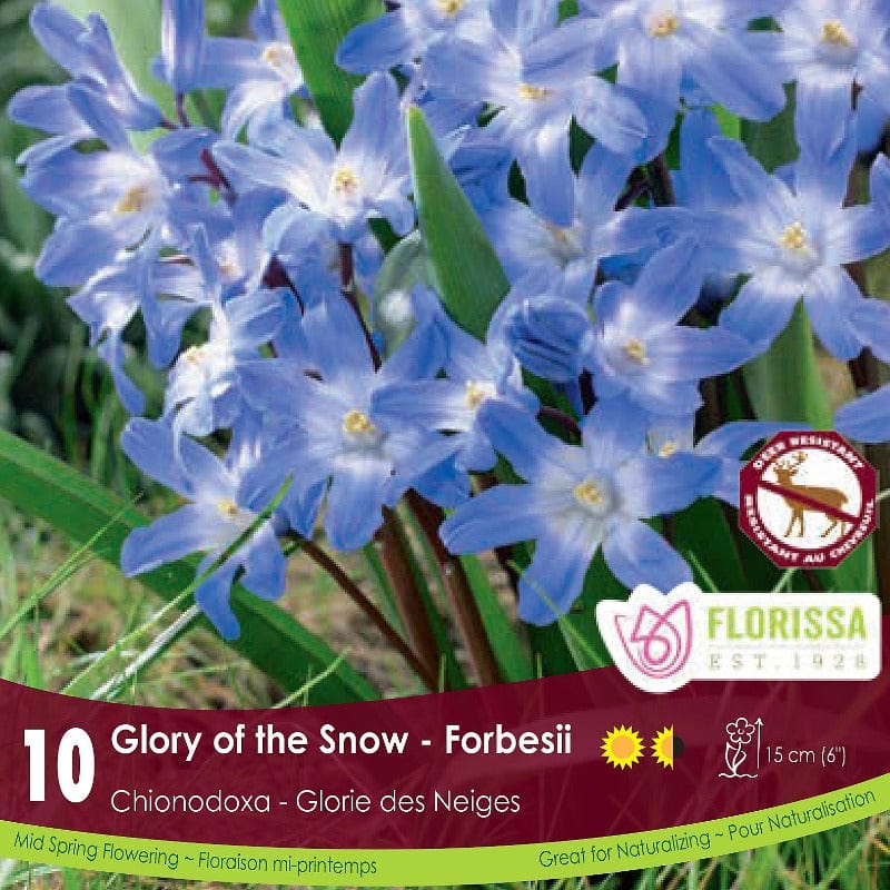 Purple Chionodoxa Glory of the Snow Forbesii