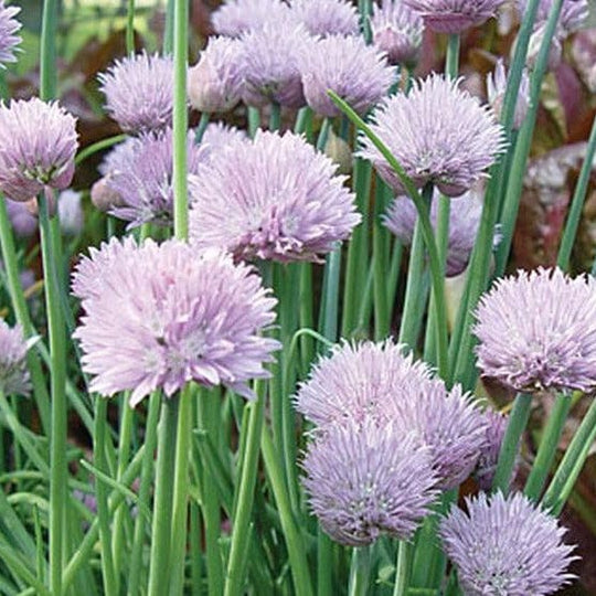 Chives - Burpee Seeds