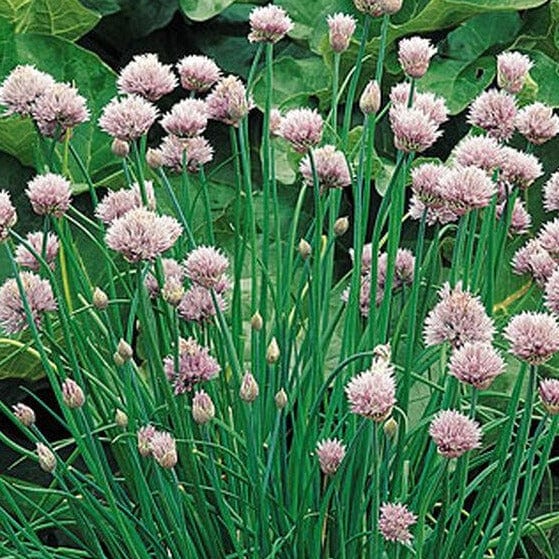 Chives - Burpee Seeds