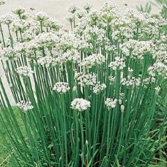 Chives Garlic - Burpee Seeds