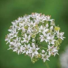 Chives Garlic - Burpee Seeds