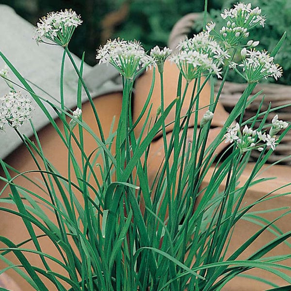 Chives Garlic - Mr. Fothergill's Seeds